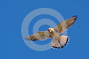 Nankeen Kestrel in the sky