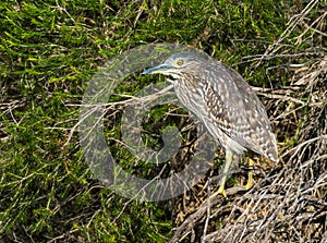 Nankeen Night Heron