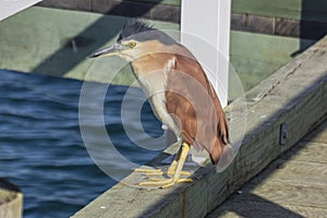 Nankeen night heron (Nycticorax caledonicus) or also called rofous night heron