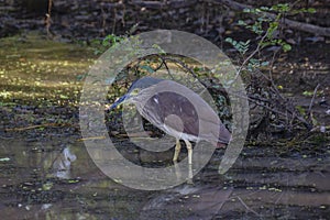 Nankeen Night heron Nycticorax caledonicus or Rufous night heron at Yellow Water Billabong in Kakadu National Park, Australia.