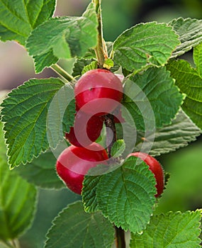 Nanking cherry branch