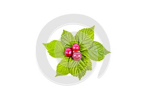 Nanking cherry fruits with the leaves. Isolated on a white.