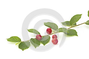 Nanking cherry
