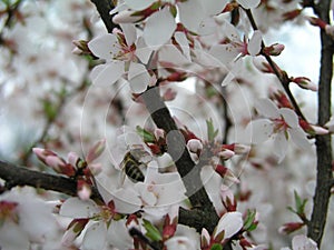 Nanking cherry Prunus tomentosa, Korean cherry, Manchu cherry, downy cherry, Chinese cherry, Chinese cherry, Chinese cherry, Chine