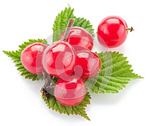 Nanking or felted cherry ftuits with leaves.