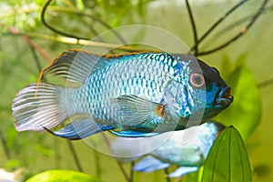 Nannacara anomala neon blue, dominant male cichlid side view, aquarium photo