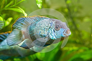 Nannacara anomala neon blue, dominant male cichlid side view, freshwater fish, natural aquarium, macro nature photo