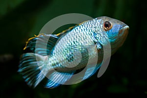 Nannacara anomala neon blue, freshwater cichlid dominant male fish, artificial breed, natural aquarium, closeup underwater