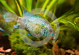 Nannacara anomala neon blue, juvenile cichlid side view, nature photo