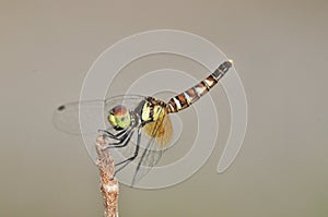 Nannophya pygmaea pygmy dragonfly