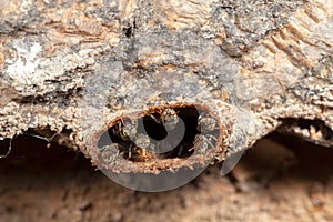 Nannotrigona testaceicornis irai stingless bee on hive