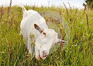 Nanny goat eating grass.