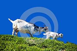 Nanny goat and goatling