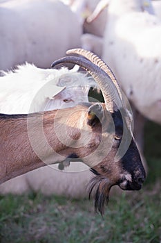 Nanny goat watching next food