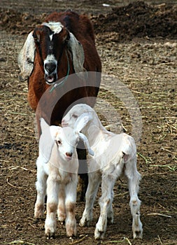 Nanny And Kids