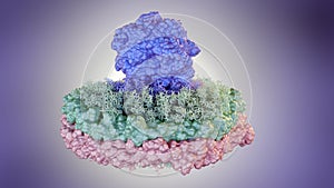 nanodisc consists of phospholipids and a stabilizing belt photo
