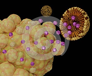 nanodrug coated by liposomes are targeting cancer cells photo