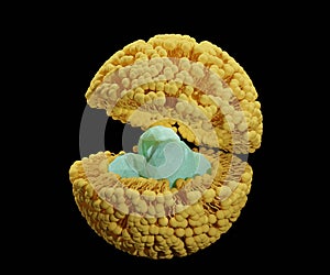 Nanodrugs inside of lipid bilayer encapsulation