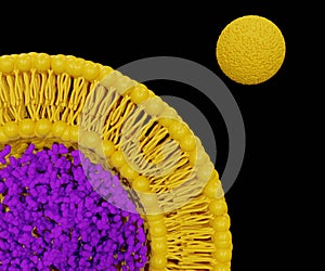 Nanoparticles comprised of lipids (liposome) as drug delivery