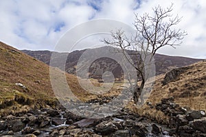 Nant Cadair Tree