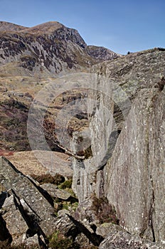 Nant Ffrancon tree and rock face