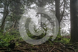 Nantahala National Forest foggy morning