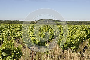 The Nantes vineyard at Saint-Fiacre