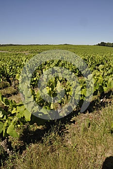 The Nantes vineyard at Saint-Fiacre