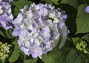 Nantucket Blue Mophead Hydrangea photo