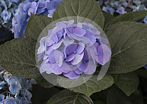 Nantucket Blue Mophead Hydrangea