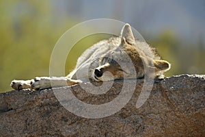 Nap Time! Coyote Sleeping on a Rock in the Sun