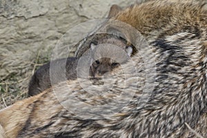 Nap time for timber wolf mother and pup