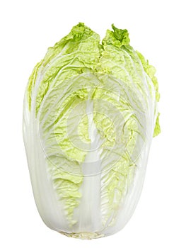 Napa Cabbage