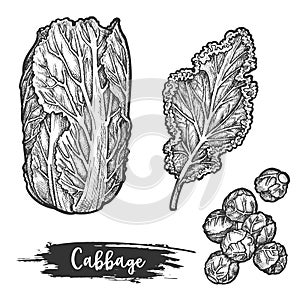 Napa cabbage or sketch of chinese cauliflower photo