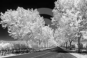 Driveway to the winery in Napa, infrared