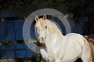 Napa County Lusitano Stallion In Paddock