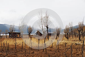 Napa Lake Grasslands is beautiful at Shangri-La or Xianggelila, Yunan, China.