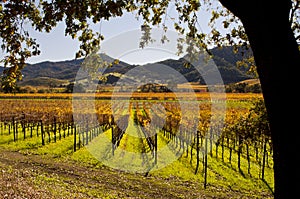 Napa valley California Autumn Vineyards