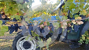 Napa Valley Gamay Wine Grape Harvest photo