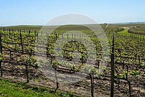 Napa Valley Grape Vineyard