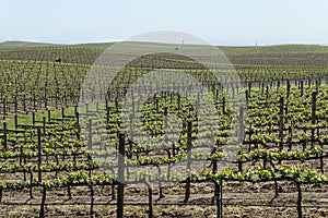 Napa Valley Grape Vineyard