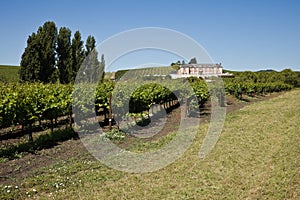 Napa Valley landscape