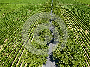 Napa Valley, lane through the vineyard, from the air