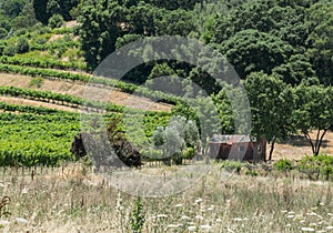 Napa Valley, old shed in the vineyard