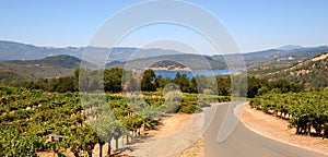 Napa Valley Vines and Mountains photo