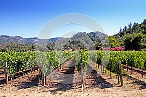 Napa Valley vineyard