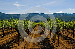 Napa Valley vineyard photo