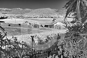 Napa Valley vineyard, black and white