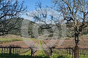 Napa Valley vineyard landscape