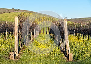 Napa Valley vineyard mustard
